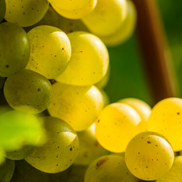 White grape in a vineyard during autumn.